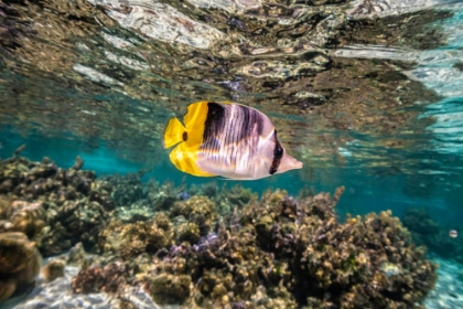 Picture of FRENCH POLYNESIA- TAHAA. CORAL SCENIC WITH LONE PACIFIC DOUBLE-SADDLE BUTTERFLYFISH.