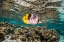 Picture of FRENCH POLYNESIA- TAHAA. CORAL SCENIC WITH LONE PACIFIC DOUBLE-SADDLE BUTTERFLYFISH.