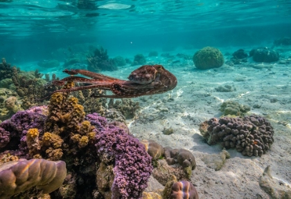 Picture of FRENCH POLYNESIA- TAHAA. CLOSE-UP OF OCTOPUS MOVING.