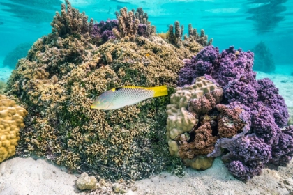 Picture of FRENCH POLYNESIA- TAHAA. CORAL AND REEF FISH.