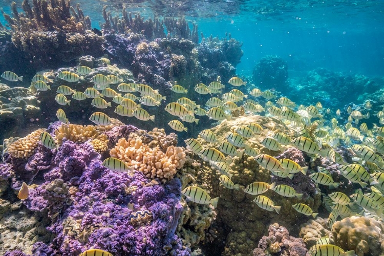 Picture of FRENCH POLYNESIA- BORA BORA. SCHOOL OF CONVICT SURGEONFISH AND CORAL.