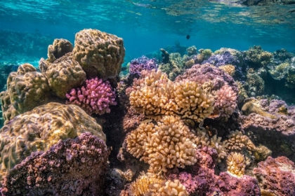 Picture of FRENCH POLYNESIA- BORA BORA. CLOSE-UP OF CORAL GARDEN.