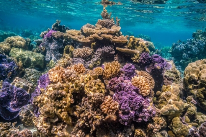 Picture of FRENCH POLYNESIA- BORA BORA. CLOSE-UP OF CORAL GARDEN.