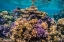 Picture of FRENCH POLYNESIA- BORA BORA. CLOSE-UP OF CORAL GARDEN.