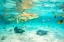 Picture of FRENCH POLYNESIA- BORA BORA. BLACK-TIP REEF SHARKS AND STINGRAYS.