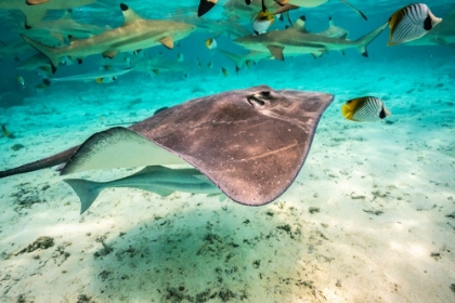 Picture of FRENCH POLYNESIA- BORA BORA. BLACK TIP REEF SHARKS AND STINGRAY.