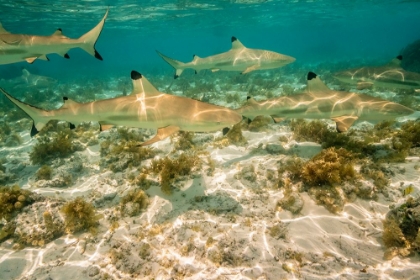Picture of FRENCH POLYNESIA- BORA BORA. BLACK-TIPPED REEF SHARKS CLOSE-UP.