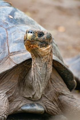 Picture of GALAPAGOS TORTOISE PEEKS OUT FROM BENEATH ITS SHELL.