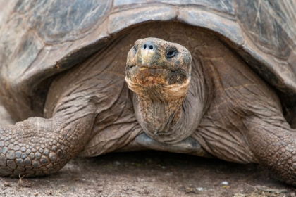Picture of GIANT TORTOISE LUMBERS ALONG AT THE CHARLES DARWIN RESEARCH CENTER.