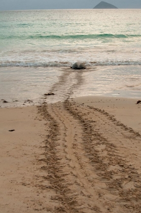 Picture of AFTER LAYING ITS EGGS ON A GALAPAGOS BEACH- THIS SEA TURTLE RETURNING TO THE OCEAN.