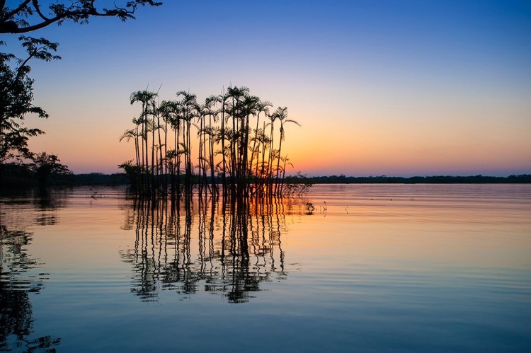 Picture of EQUATOR IN THE AMAZON RAINFOREST- PALM TREES IN LAGUNA GRANDE.