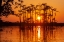 Picture of EQUATOR IN THE AMAZON RAINFOREST- TREES IN LAGUNA GRANDE.