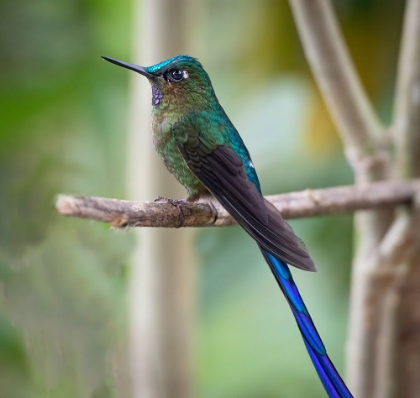 Picture of THE LONG TAILED SYLPH A SHOWY CLOUD FOREST HUMMINGBIRD.