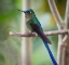 Picture of THE LONG TAILED SYLPH A SHOWY CLOUD FOREST HUMMINGBIRD.