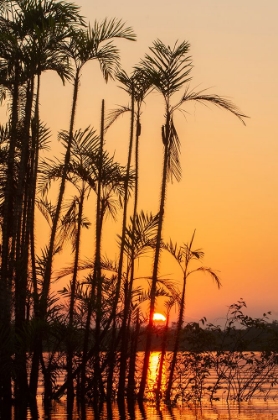 Picture of THE SUN SETS AT LATITUDE 0 DURING THIS EQUATORIAL SUNSET IN THE AMAZON.