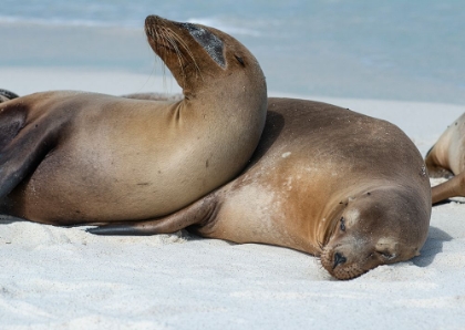 Picture of THESE SEA LIONS CUDDLE AT GARDNER BAY- ESPANOLA ISLAND.
