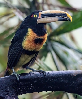 Picture of ARACARI IN THE CLOUD FOREST HAS A HUGE BILL.