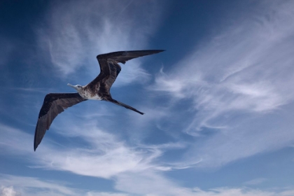 Picture of BIRD SOARS ABOVE A SHIP IN THE GALAPAGOS.