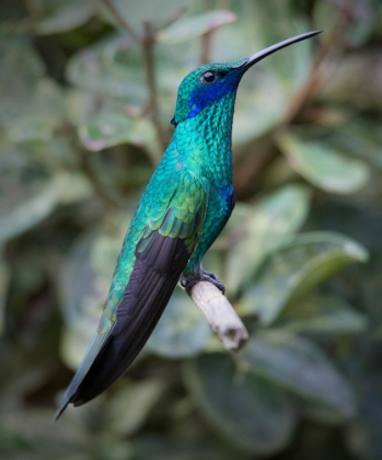 Picture of COLORFUL SPARKLING VIOLET EAR HUMMINGBIRD IS WIDESPREAD IN THE ANDES CLOUD FOREST.