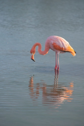 Picture of FLAMINGO LOOKING FOR FOOD IN AN ESTUARY IN THE GALAPAGOS ISLANDS.