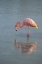 Picture of FLAMINGO LOOKING FOR FOOD IN AN ESTUARY IN THE GALAPAGOS ISLANDS.