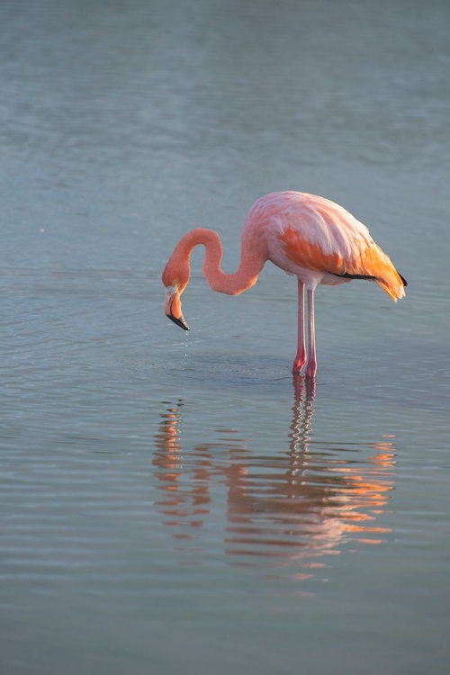 Picture of FLAMINGO LOOKING FOR FOOD IN AN ESTUARY IN THE GALAPAGOS ISLANDS.