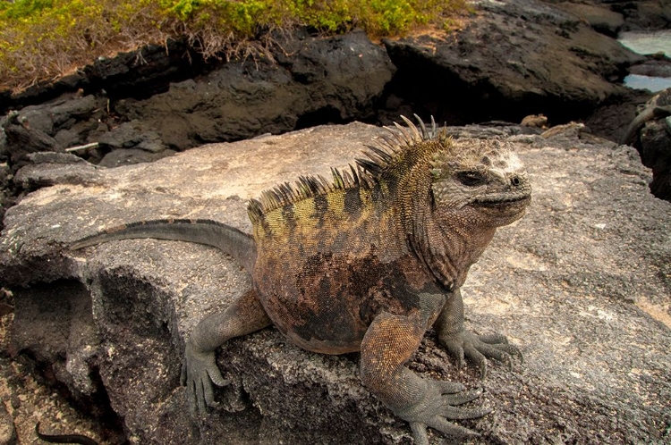 Picture of UGLY MARINE IGUANA ON FERNANDINA ISLAND WAS THE MODEL FOR THE GODZILLA MOVIES.