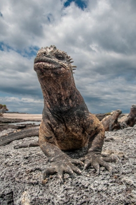 Picture of UGLY MARINE IGUANA ON FERNANDINA ISLAND WAS THE MODEL FOR THE GODZILLA MOVIES. WIDE ANGLE VIEW.