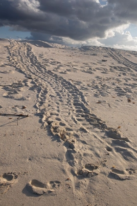 Picture of TURTLE TRACKS LEAD FROM THE TURTLES EGG PLAYING PLACE TO THE SHORELINE- GALAPAGOS.