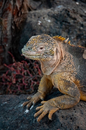 Picture of YELLOW IGUANAS ARE FOUND ON SIX ISLANDS IN THE GALAPAGOS. COLOR VARIES SLIGHTLY BY ISLAND.