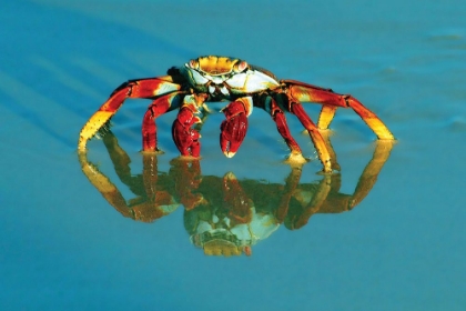 Picture of FULL-FRAME OF A SALLY-LIGHTFOOT CRAB WITH REFLECTION.