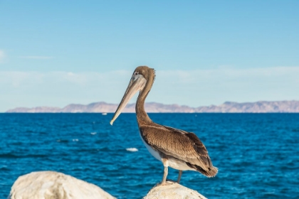 Picture of LORETO- BAJA CALIFORNIA SUR- MEXICO. A BROWN PELICAN ALONG THE SHORE OF THE SEA OF CORTEZ.