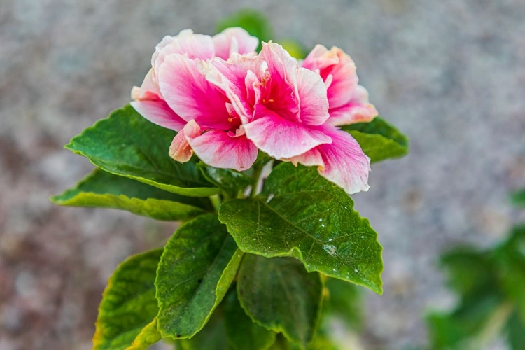 Picture of LORETO- BAJA CALIFORNIA SUR- MEXICO. A PINK FLOWER ALONG THE STREET.