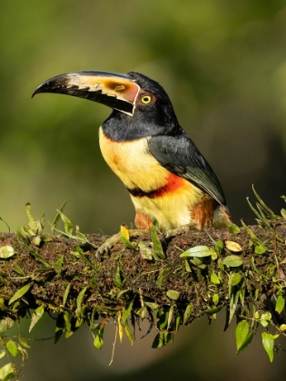 Picture of COLLARED ARACARI- PERCHED ON BRANCH- COSTA RICA- CENTRAL AMERICA