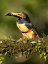 Picture of COLLARED ARACARI- PERCHED ON BRANCH- COSTA RICA- CENTRAL AMERICA