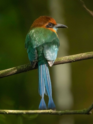 Picture of BROAD-BILLED MOTMOT ON LIMB- COSTA RICA- CENTRAL AMERICA