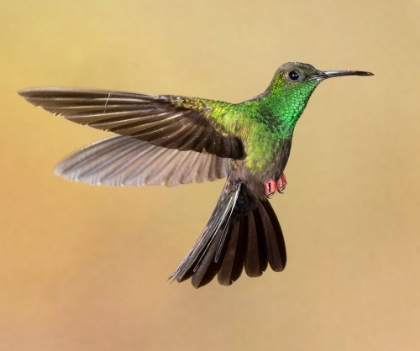 Picture of BRONZE-TAILED PLUMELETEER FLYING- COSTA RICA- CENTRAL AMERICA