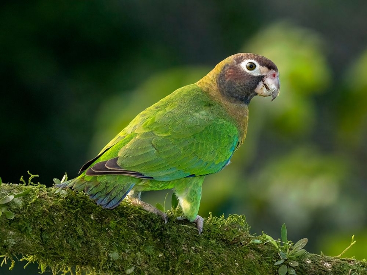 Picture of BROWN-HOODED PARROT- COSTA RICA- CENTRAL AMERICA