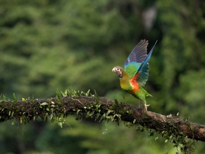 Picture of BROWN-HOODED PARROT- COSTA RICA- CENTRAL AMERICA