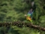 Picture of BROWN-HOODED PARROT- COSTA RICA- CENTRAL AMERICA