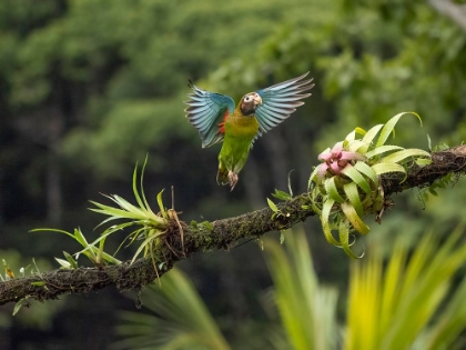 Picture of BROWN-HOODED PARROT- COSTA RICA- CENTRAL AMERICA