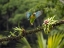 Picture of BROWN-HOODED PARROT- COSTA RICA- CENTRAL AMERICA