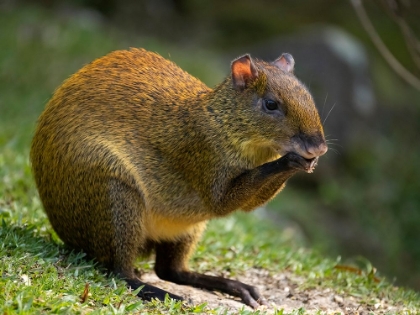 Picture of CENTRAL AMERICA AGOUTI- BOSQUE DEL PAZ- COSTA RICA