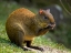 Picture of CENTRAL AMERICA AGOUTI- BOSQUE DEL PAZ- COSTA RICA