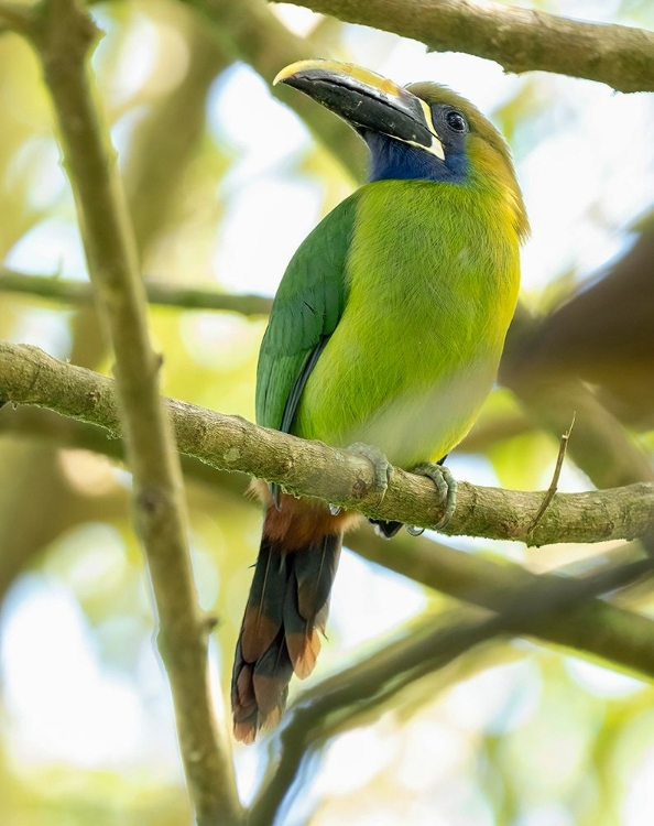 Picture of EMERALD TOUCANET- COSTA RICA- CENTRAL AMERICA