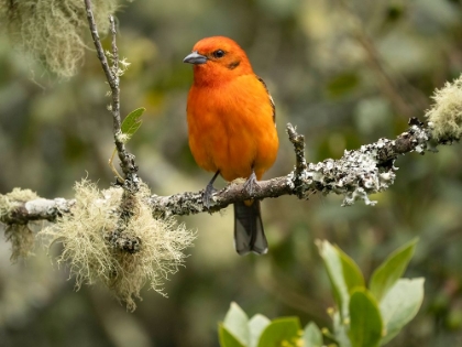 Picture of FLAME-COLORED TANAGER- COSTA RICA- CENTRAL AMERICA