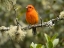 Picture of FLAME-COLORED TANAGER- COSTA RICA- CENTRAL AMERICA