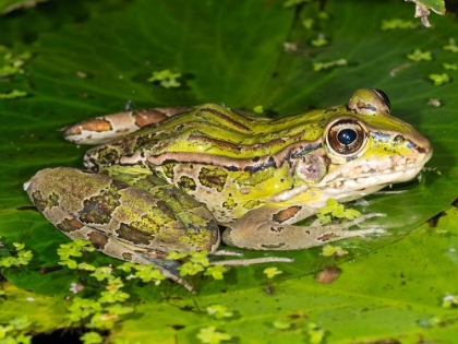 Picture of FORRERS GRASS FROG- FORRERS LEOPARD FROG- COSTA RICA