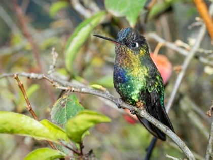 Picture of FIERY-THROATED HUMMINGBIRD- COSTA RICA- CENTRAL AMERICA