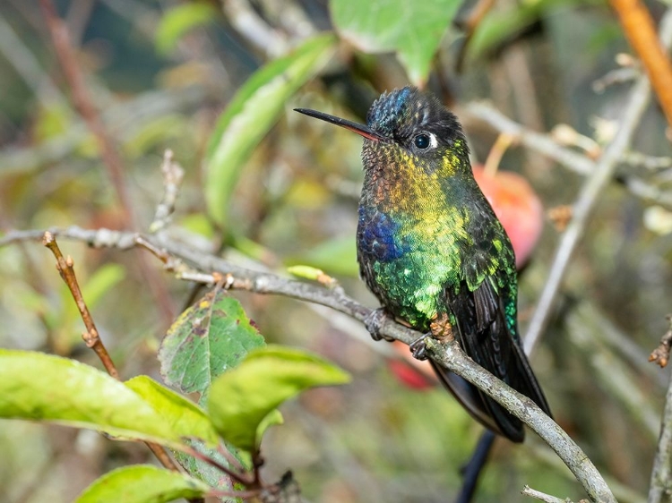 Picture of FIERY-THROATED HUMMINGBIRD- COSTA RICA- CENTRAL AMERICA
